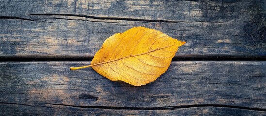 Fototapete - A lovely yellow autumn leaf rests on an aged wooden surface close up representing the essence of autumn. with copy space image. Place for adding text or design
