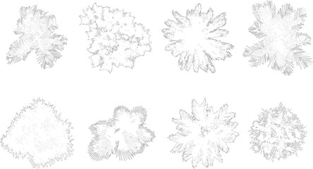 Tree Palm top plan line silhouettes	