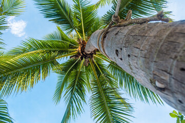 Low angle view of coconut palm tree with lush green fronds against clear blue sky on Patong beach, Phuket island, Thailand. Tropical nature background