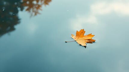 Poster - A single green leaf gracefully floating on the still calm surface of a pond or lake with ample copy space around the subject for text or design overlay