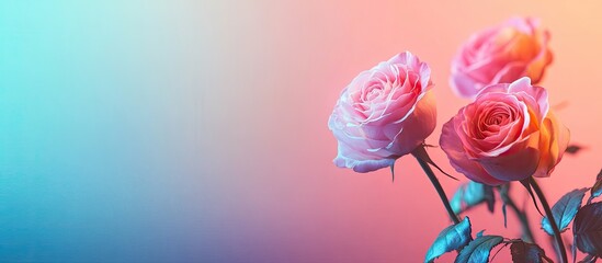 Poster - Lovely roses on a colorful background. with copy space image. Place for adding text or design