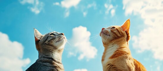 Poster - Two cats against a blue sky. with copy space image. Place for adding text or design