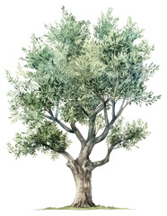 Sticker - PNG Elegant watercolor olive tree illustration