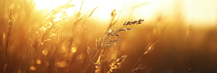 Wall Mural - Sunlight filters through wheat plants in a field.