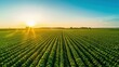 © ปฏิภาน ผดุงรัตน์ - Wonderful landscape from a soy plantation, Aerial high view, early stage soy, higher field on background, spectacular clean blue sky above with sunrising.