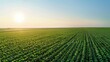 © ปฏิภาน ผดุงรัตน์ - Wonderful landscape from a soy plantation, Aerial high view, early stage soy, higher field on background, spectacular clean blue sky above with sunrising.