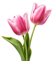 Wall Mural - PNG  Vibrant pink tulips blooming beautifully.