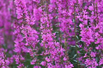 Wall Mural - Lythrum salicaria. Purple loosestrife flowers in bloom.