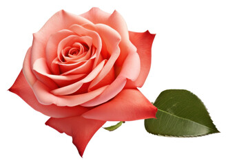 Sticker - PNG Flower petal plant rose.