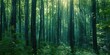 © Nice Seven - Mystical Forest