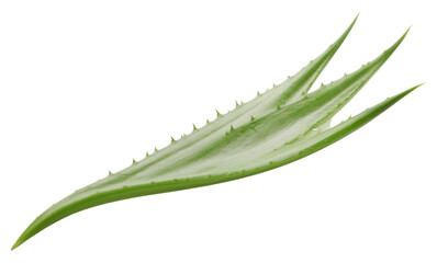 Sticker - PNG Plant aloe leaf xanthorrhoeaceae.