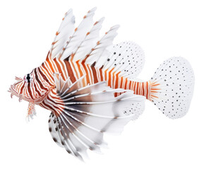 Sticker - PNG Animal fish scorpionfish underwater.