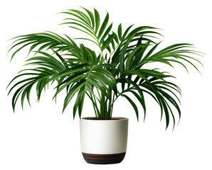 Canvas Print - PNG Plant leaf vase houseplant.