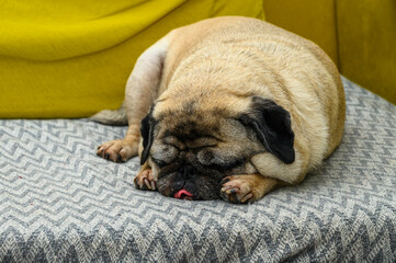 close-up portrait of an old pug resting on the sofa