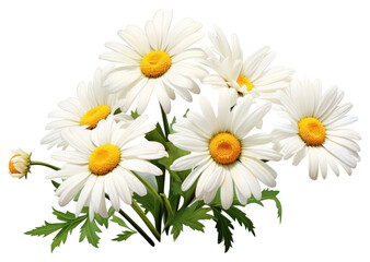 Wall Mural - PNG Daisy flower plant white.