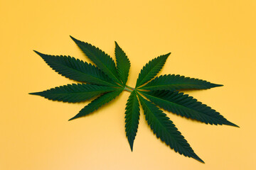 Two green fresh cannabis leave on yellow isolated background. Green fresh marijuana Leaf on orange background,  Studio Shot.