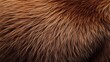 © NATTAWUT - Detailed brown bear fur texture, showcasing the density and warmth