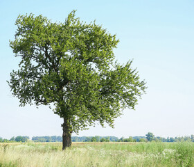 Canvas Print - Beautiful tree with green leaves growing outdoors