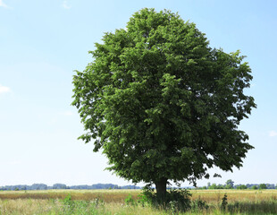 Beautiful tree with green leaves growing outdoors