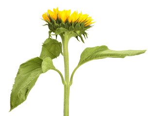 Poster - One beautiful sunflower with leaves isolated on white