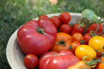 Different fresh tomatoes in bowl on green grass outdoors, closeup