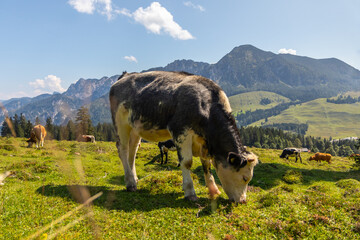 cow on pasture, Postalm plateau with mountains in the Dachstein Alps, Austria