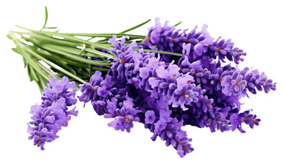 Poster - PNG Lavender blossom flower plant.