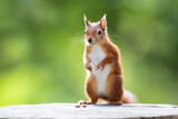 Portrait of a cute playful red squirrel standing on a tree stump