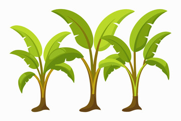 Detailed Vector Illustration of Three Large Banana Plants on White Background