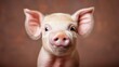 © Milan - A detailed and endearing close-up photograph of a cute and curious piglet with large ears, emphasizing its innocent and playful demeanor.