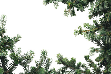 Wall Mural - png green pine branches on white