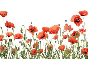 Sticker - PNG Vibrant red poppy flowers bloom