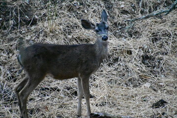 deer in the woods