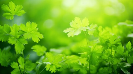 Poster - Bright green leaves in soft focus, ideal for springtime nature wallpapers
