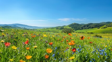 Poster - Lush green meadow with colorful wildflowers in full bloom under a clear blue sky, gently rolling hills in the distance.