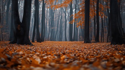 Wall Mural - Autumn Forest Path