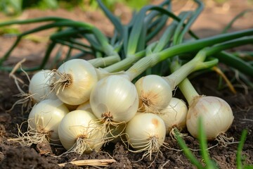 Canvas Print - Freshly Harvested White Onions