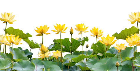 Poster - Yellow lotus flowers green leaves