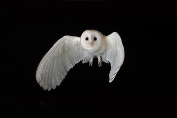 Poster - a captive barn owl caught in flight against a black background. There is space for text around the bird as it flies forward