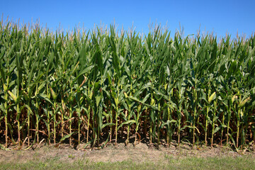 Edge of a mature green cornfield