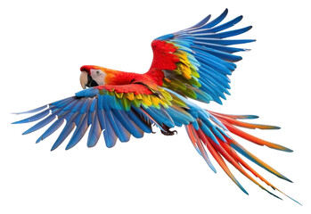 Poster - PNG  Colorful parrot flying in nature