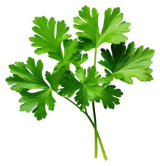 Wall Mural - PNG Fresh green parsley leaves isolated