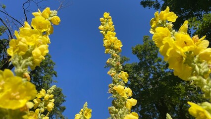 Yellow mullein (Verbascum officinale) in bloom