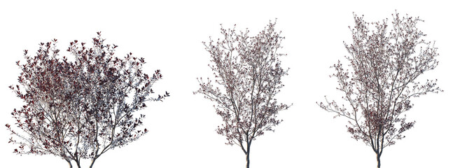 Set of Prunus × cistena (Purple Leaf Sand Cherry Purple-leaf Sand Cherry) frontal isolated png on a transparent background perfectly cutout