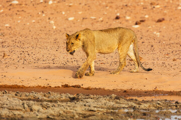 Wall Mural - juvenile male lion (panthera leo) walking on a sandy area in the semi desert of etosha national park