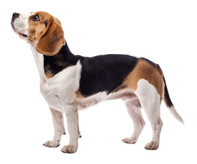 Poster - PNG Beagle beagle dog animal.