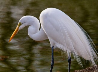 Wall Mural - Great White Egret