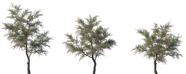 Wall Mural - set of 3 tamarix ramosissima (commonly known as saltcedar, salt cedar, or tamarisk) frontal small tr