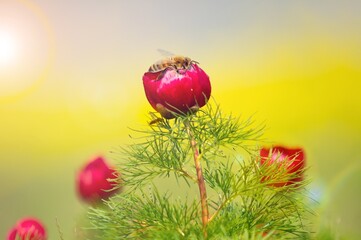 Sticker - Honey Bee flying on the fresh flower to collect pollen