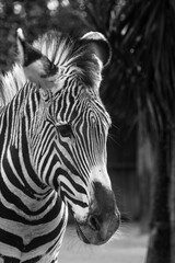 Zebra in the zoo, black and white photo, selective focus